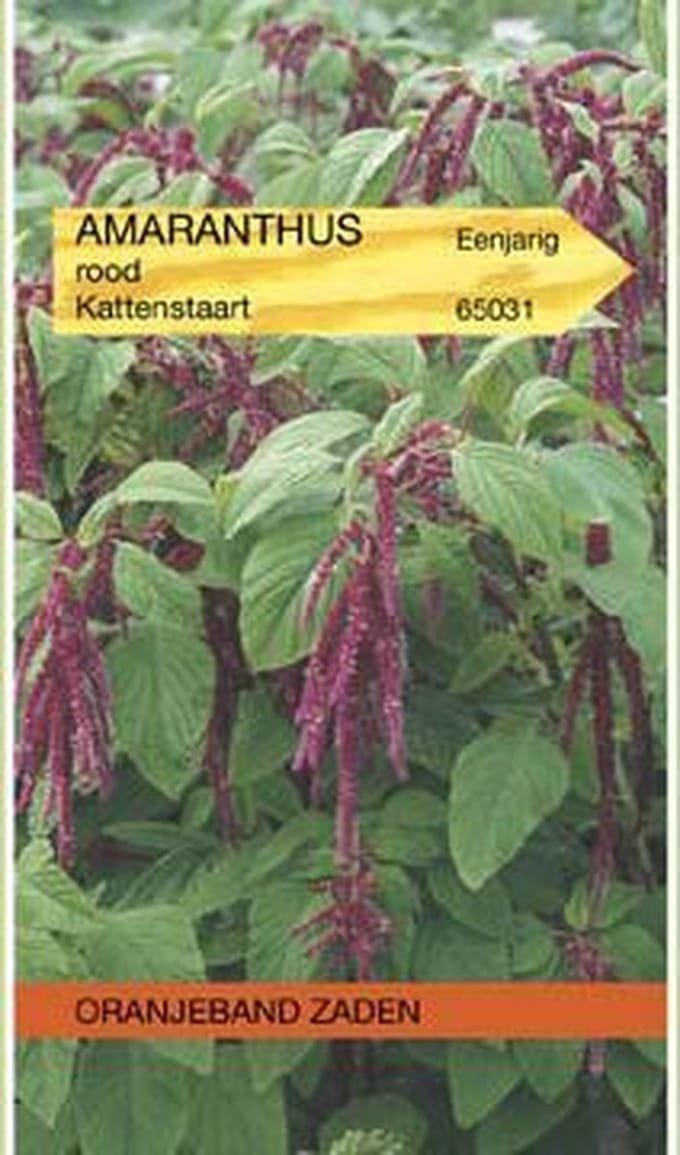 Amaranthus, Kattenstaart rood
