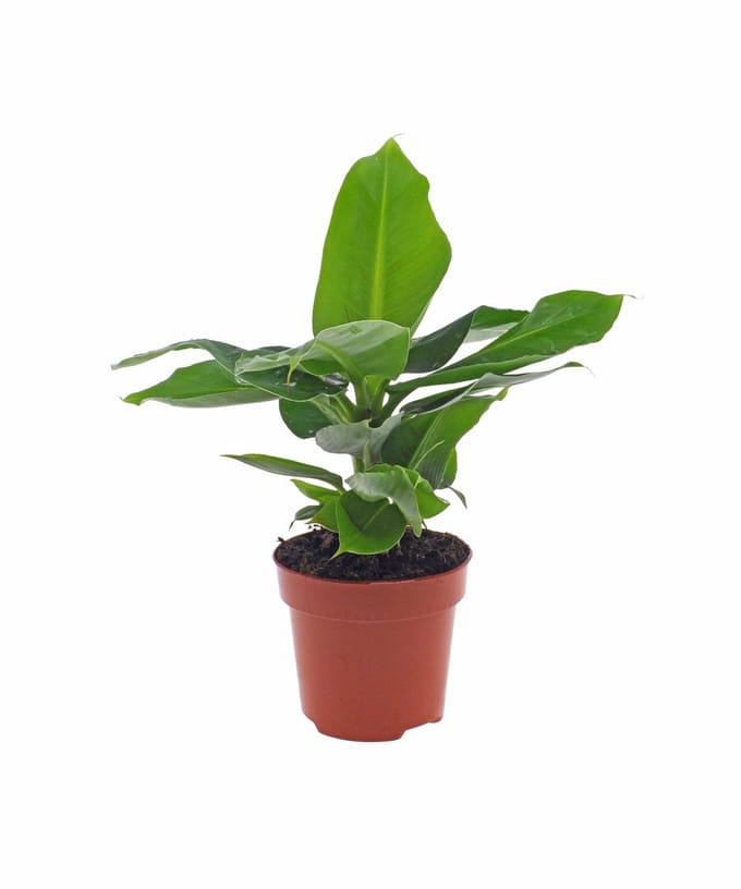Bananenplant | Musa | 30cm