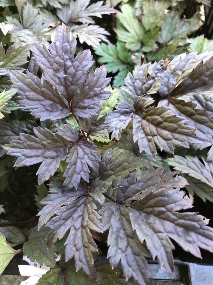 6 x Actaea 'Chocoholic' - Zilverkaars - P9 Pot (9 x 9cm) - Dima Vaste Planten
