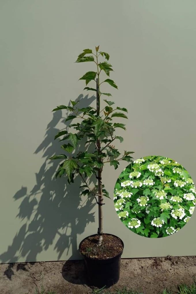 Jonge Gelderse Roos boom | Viburnum opulus 'Compactum' | 80-100cm hoogte