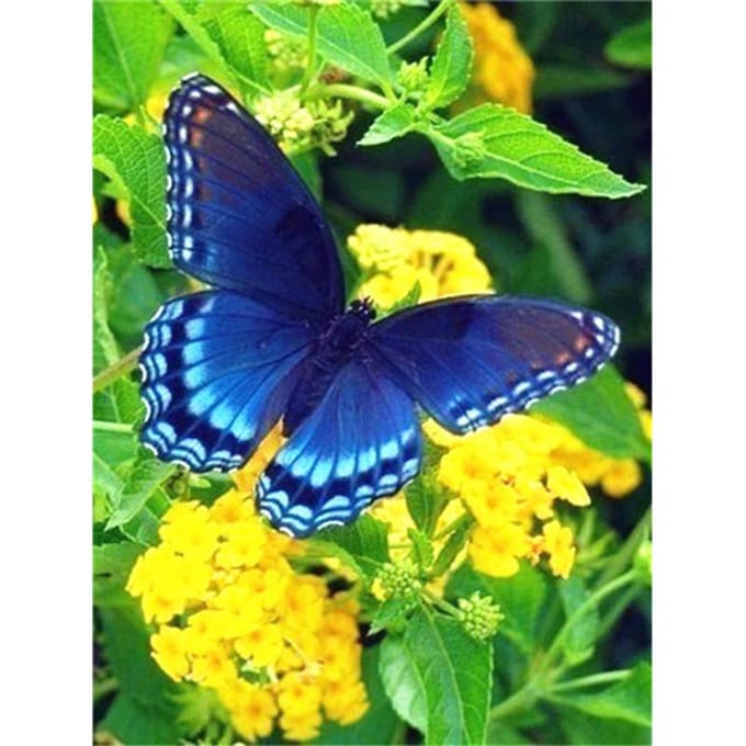 5D diamant schilderij bloem vlinder landschap diamant borduurwerk 20X30CM blue