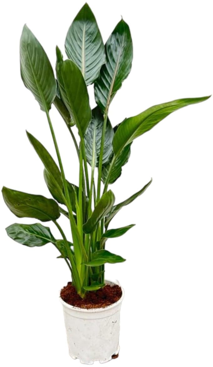 Strelitzia Reginae - 100 cm - Ø19