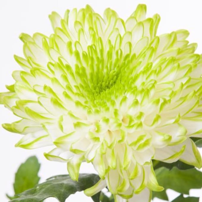 10x Chrysant zembla lime 70cm
