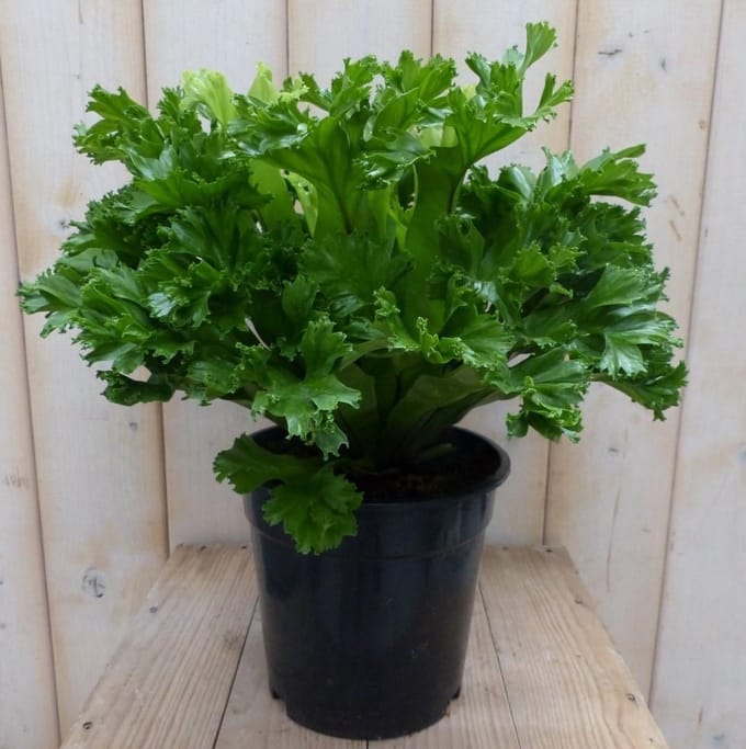Kamerplant