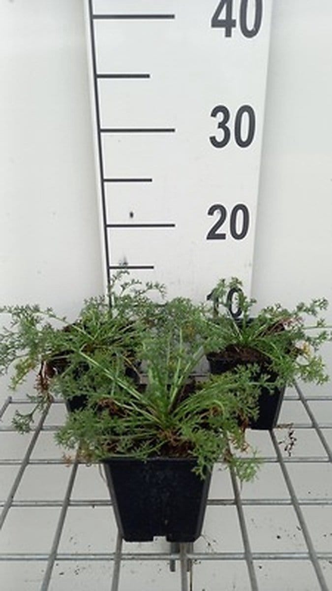 6x Marokkaanse kamille - Anacyclus depressus 'Gnom' | 9x9 cm pot