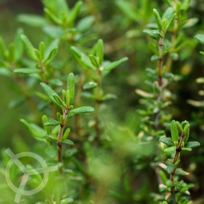 Tijm zaden biologisch (Thymus vulgaris) 0.1 g