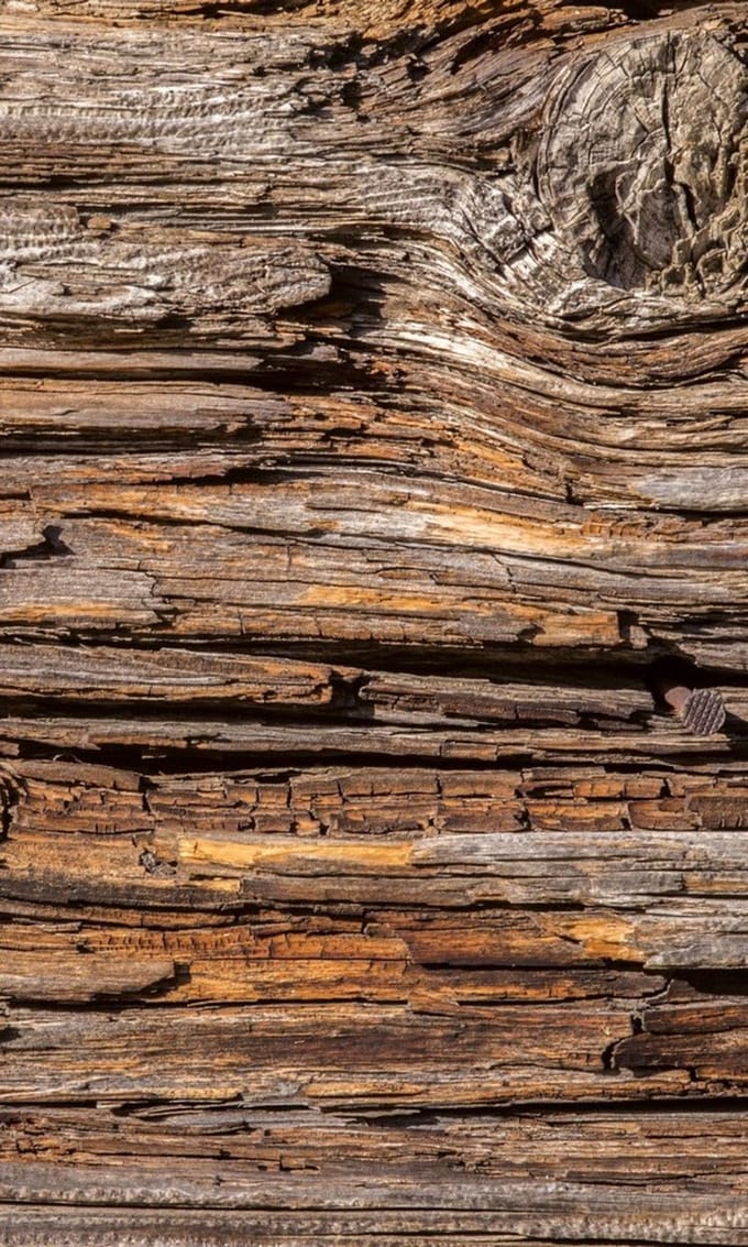 Fotobehang - Tree Bark 150x250cm - Vliesbehang