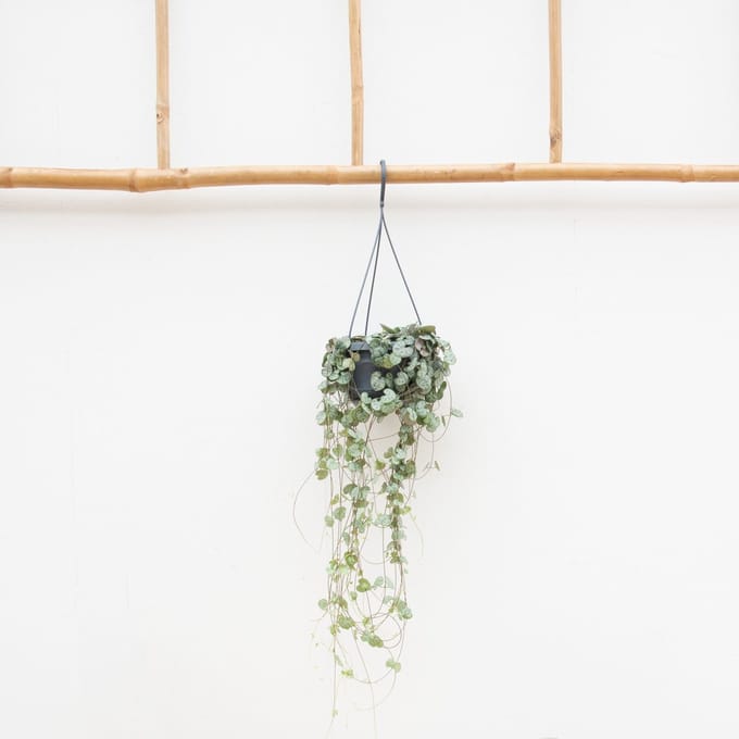 Hangplant Ceropegia Linearis 'Woodii' - 30cm