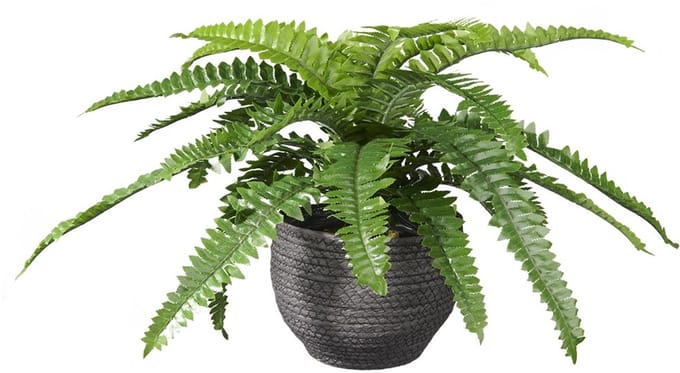 Kunstplant Nephrolepis H35cm in mand zwart – HTT Decorations kunstplanten