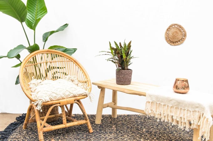 Calathea Elgergrass - 35cm