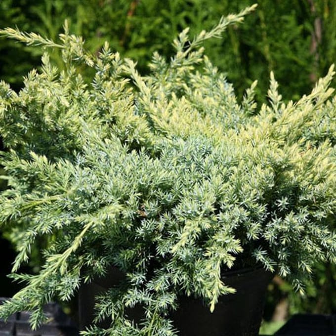 Juniperus Squamata 'Holger' - Jeneverbes 20-25 cm in pot