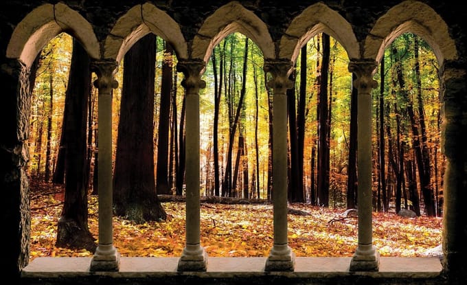 Forest Trees Nature Photo Wallcovering