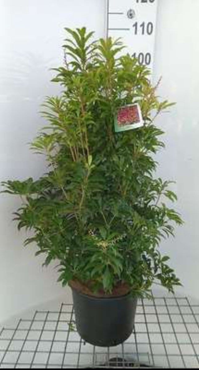 Pieris jap. 'Mountain Fire' - Rotsheide 'Mountain Fire' , Lavendelheide 50- 60 cm in pot