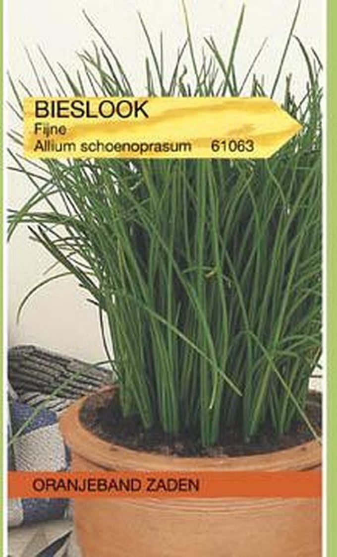Bieslook Prager (fijne)