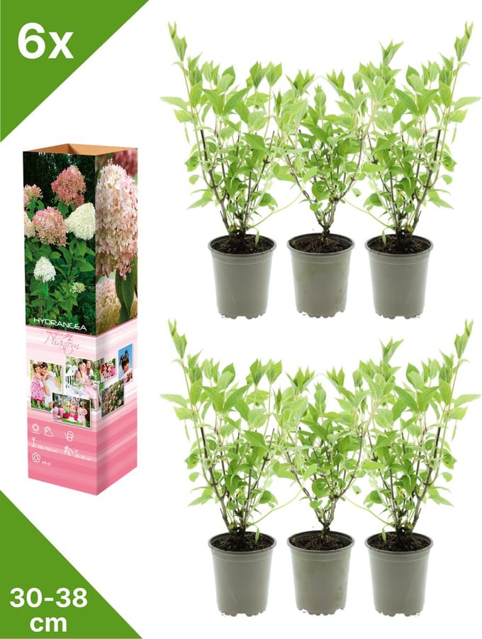 GARDENZO - 6x Hydrangea pan. 'Phantom' (Pluimhortensia) - in P9 Pot