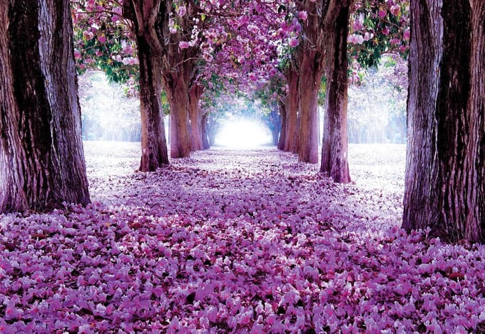 Fotobehang Flowers Tree Path Purple | PANORAMIC - 250cm x 104cm | 130g/m2 Vlies