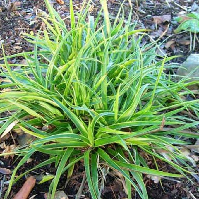 6 x Luzula Sylvatica 'Marginata' - Veldbies pot 9x9cm - Sierlijk Schaduwgras met Geel Blad