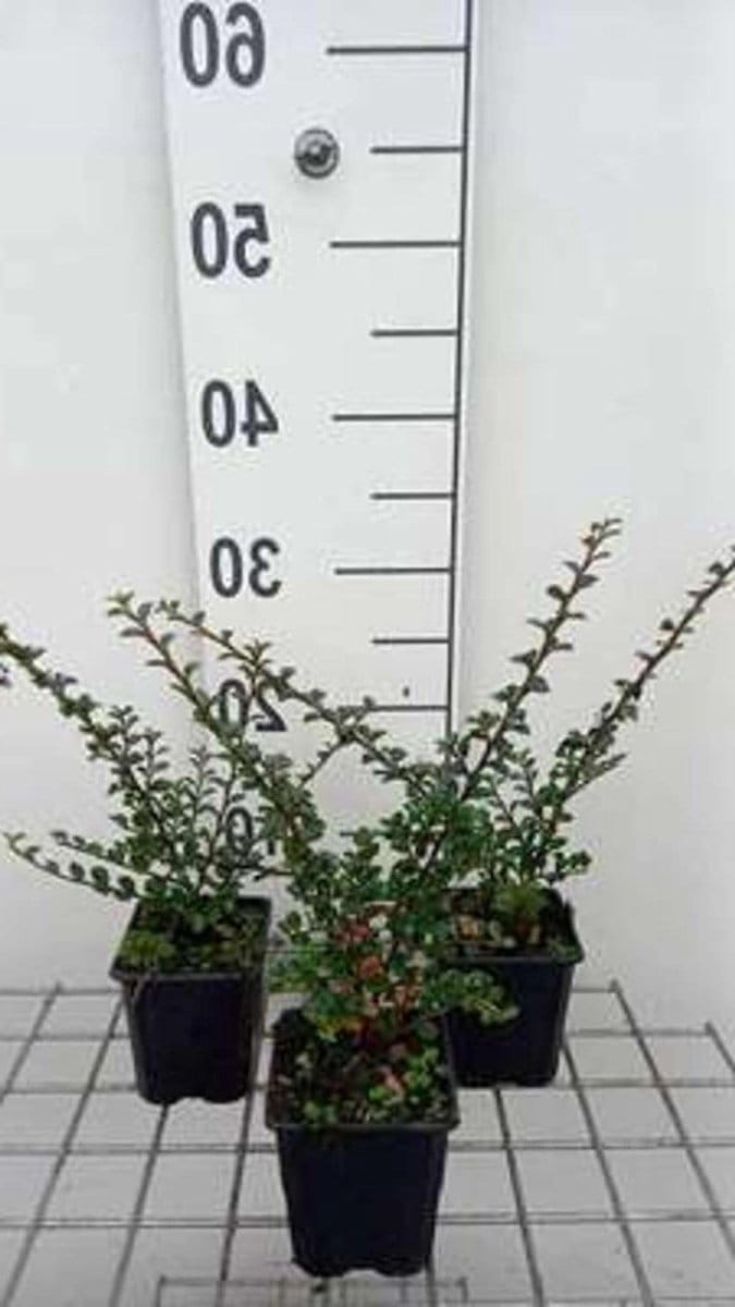 Dwergmispel Struiken - Cotoneaster Mispel - Tuin Decoratie - Horizontale Groeiwijze - 12 stuks 9x9 cm - Groen Rood