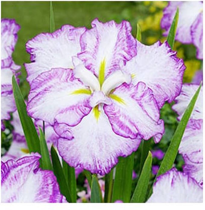 Moerings Iris Ensata Dinner Plate Tiramisu | Japanese Iris | In 11CM pot