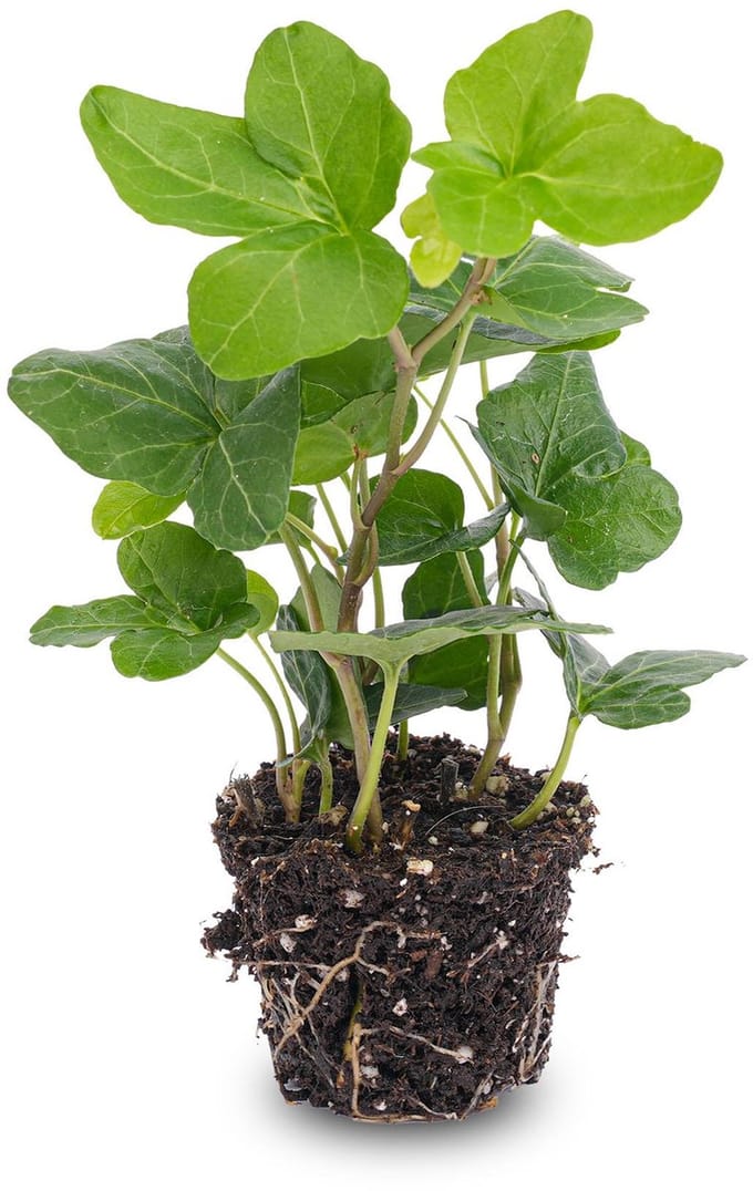 Hedera helix - Ø 7 cm