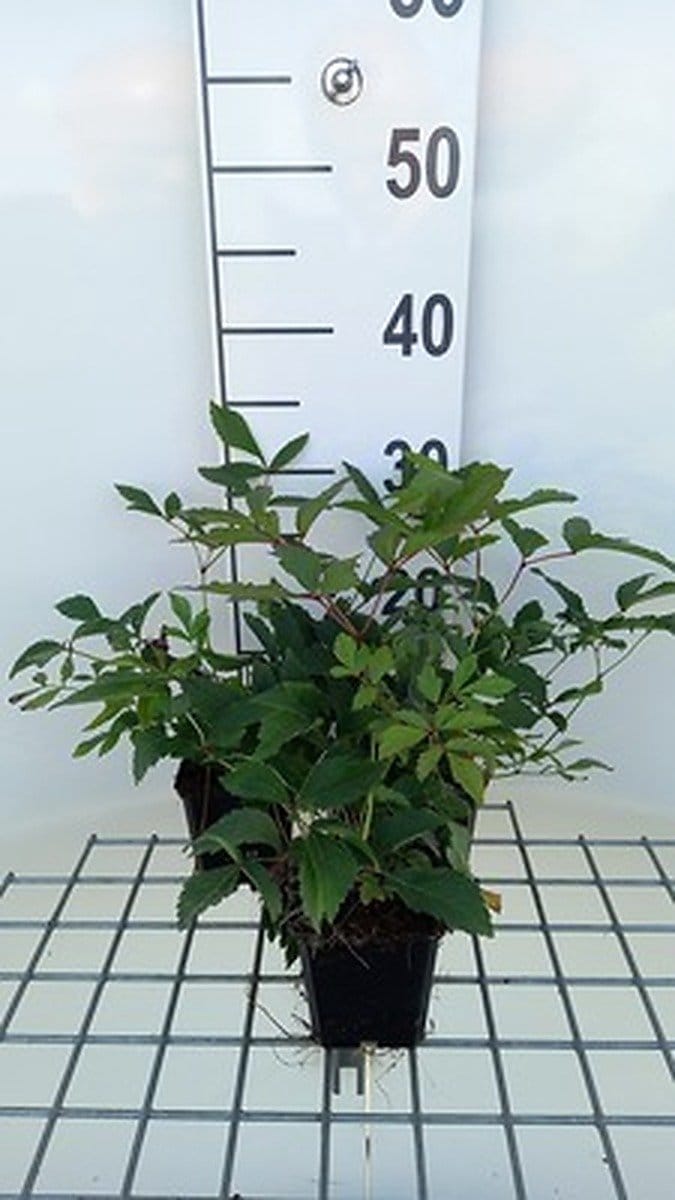 6x Prachtspirea - Astilbe (a) 'Anita Pfeifer' | 9x9 cm pot