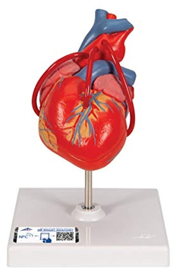 Menselijk anatomiemodel van het hart met bypass, 2-delig en gratis anatomiesoftware