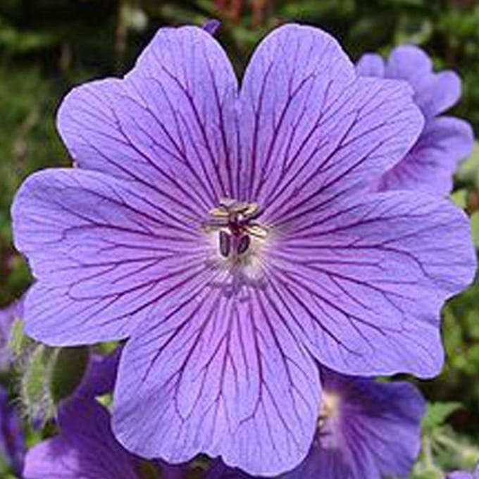 6 x Geranium Magnificum - Ooievaarsbek Pot 9x9 cm - Grootblauwe Bloemen