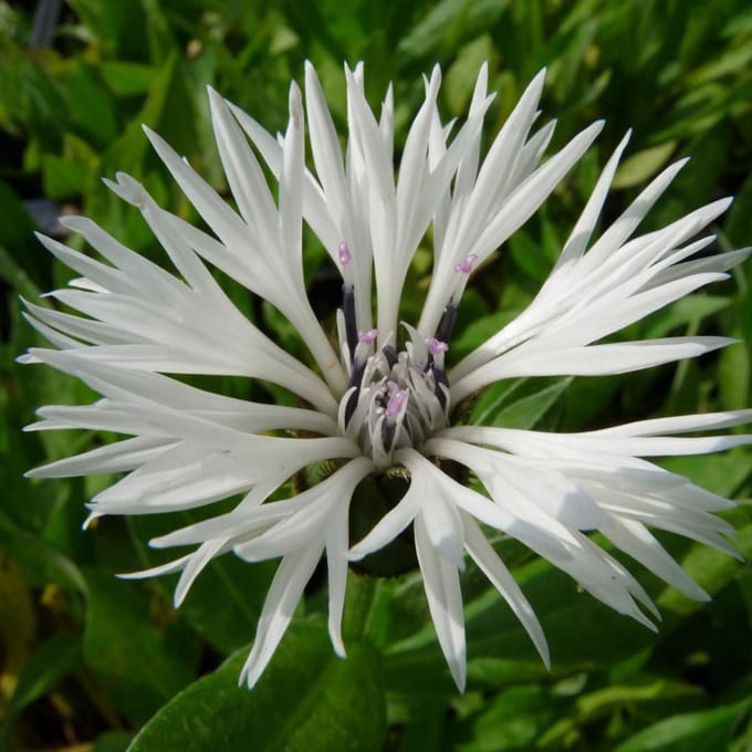 6 x Centaurea Montana 'Alba'  - Bergkorenbloem pot 9x9cm