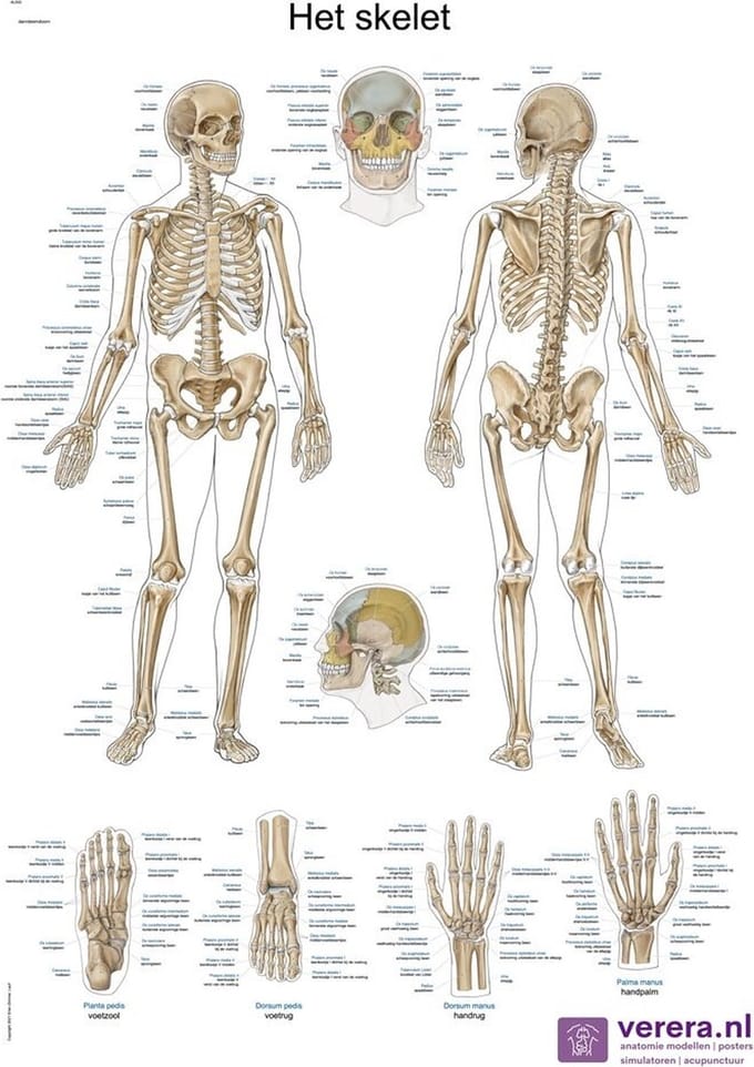 Anatomie poster skelet (Nederlands/Latijn, papier, 50x70 cm)
