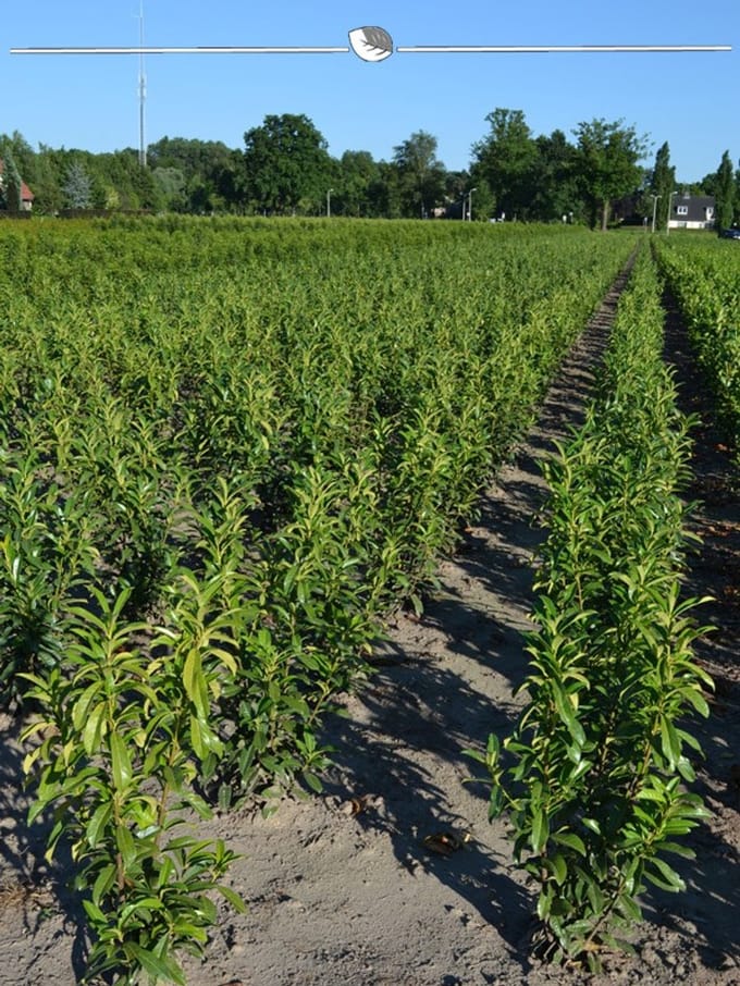 Laurier Prunus Genolia 80-100 cm, 25x Haagplant