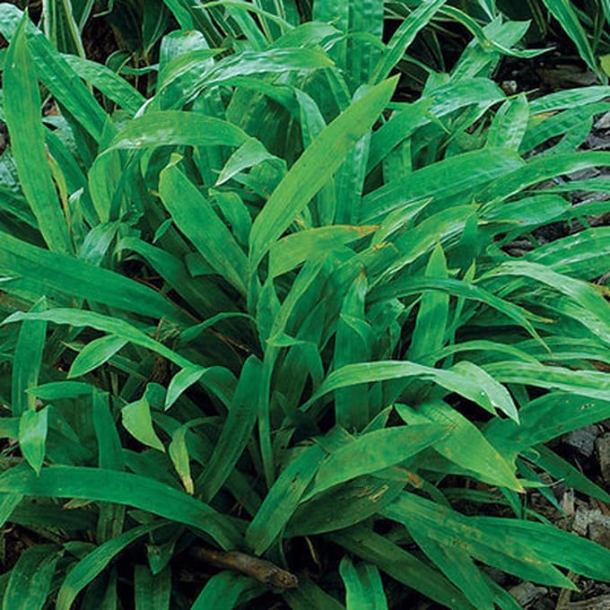 6x Zegge - Carex plantaginea | 9x9 cm pot