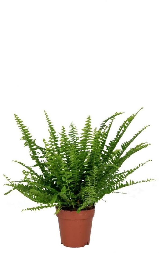 JUNAVERA Nephrolepis Green Lady | In 12 cm pot