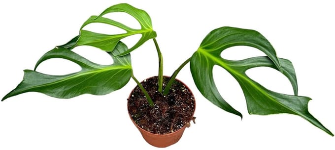 Monstera Burle Marx Flame - Kamerplant - Potmaat Ø17 cm