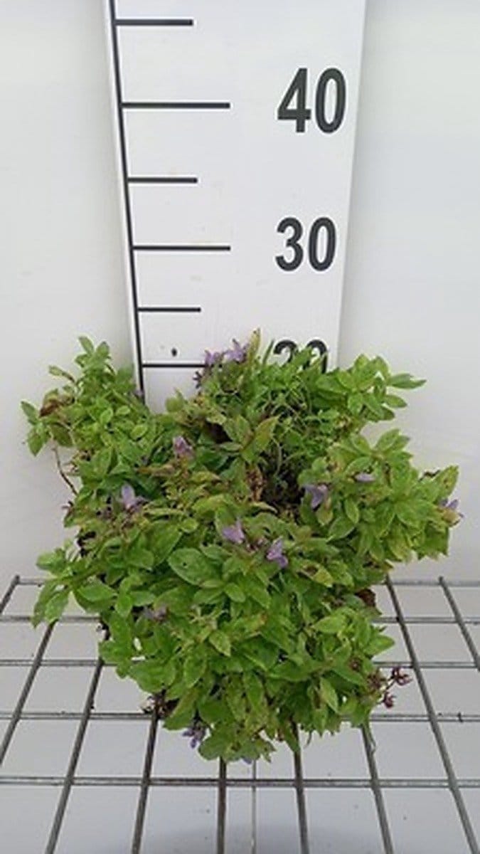 6x Klokje - Campanula lact. 'Pouffe' | 9x9 cm pot