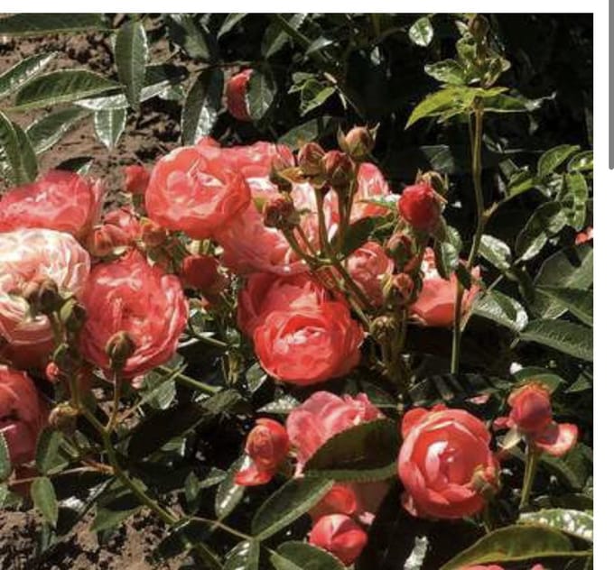 Rosa 'Orange Morsdag' - Roos in pot