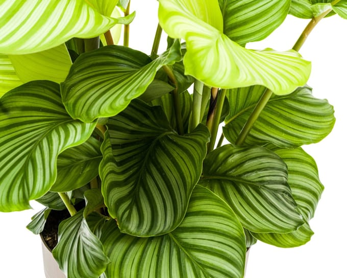 Calathea Orbifolia Ø27cm - 70
