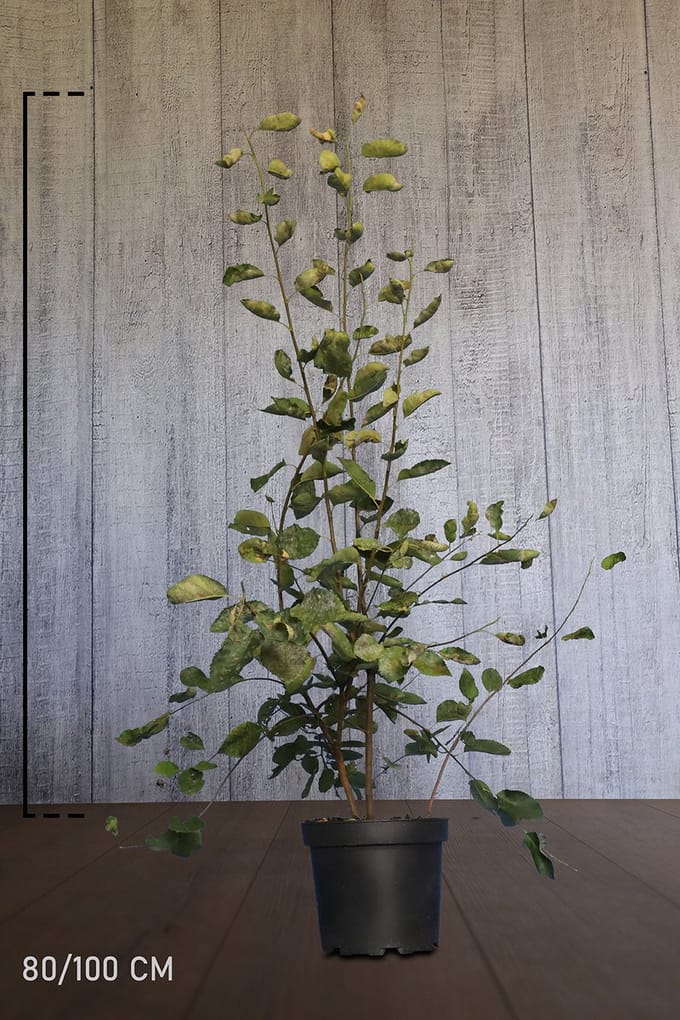 Krentenboom Pot 80-100 Cm