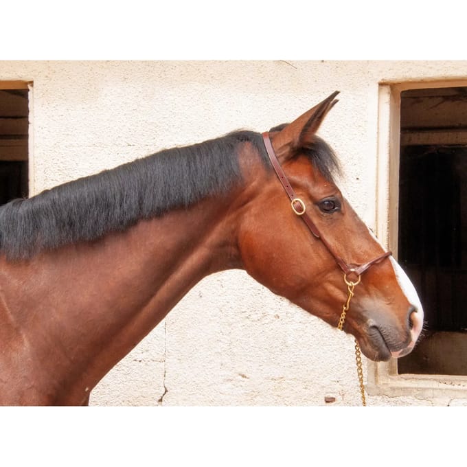 Lederen halster voor paarden T de T