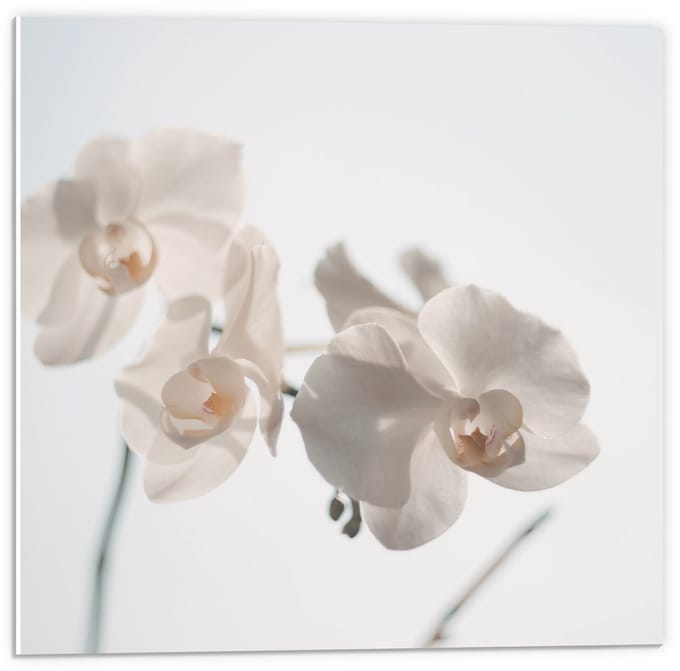 Forex - Witte Bloemetjes op Witte Achtergrond - 50x50cm Foto op Forex