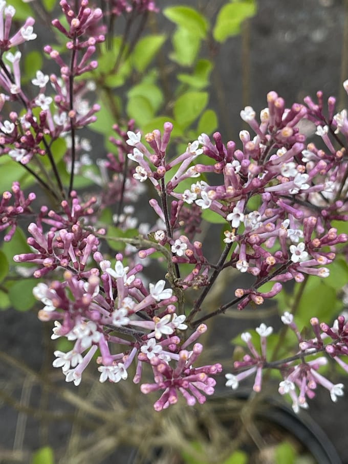 Syringa microphylla 'Superba' - Sering 40 - 50 cm in pot