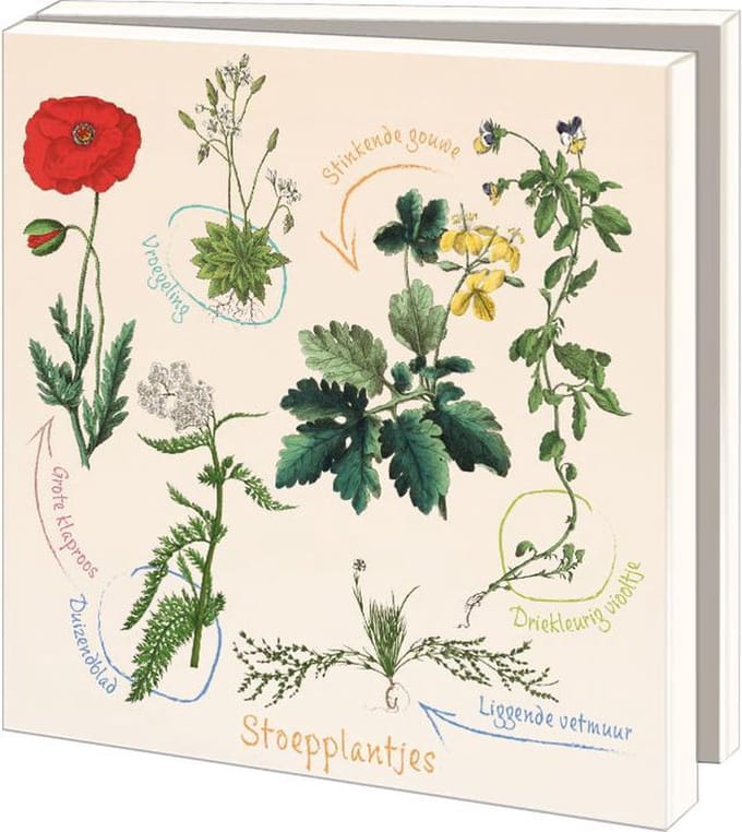 Kaartenmapje met env, vierkant: Stoepplantjes, Hortus botanicus Leiden
