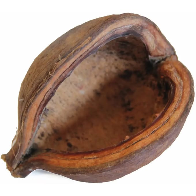 Badam notendop Reptiles Planet
