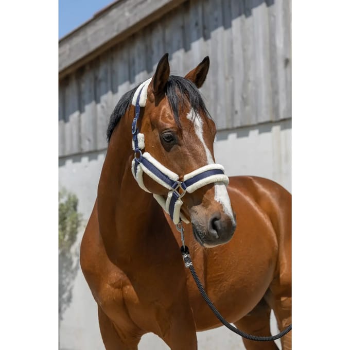 Norton Equestrian Cosy Halster Blauw Cob