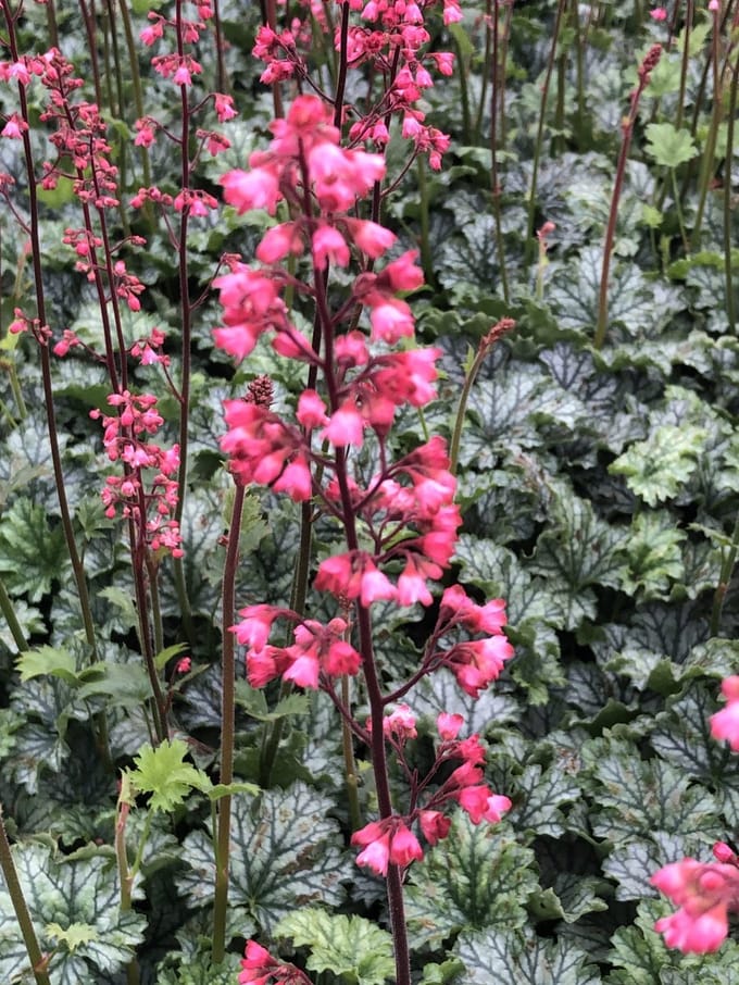 6x Purperklokje - Heuchera hybr. 'Paris'® | 9x9 cm pot