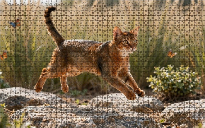 Puzzel Abessijn kat in de savanne | 1000 stukjes | Dierenpuzzel | Kattenpuzzel