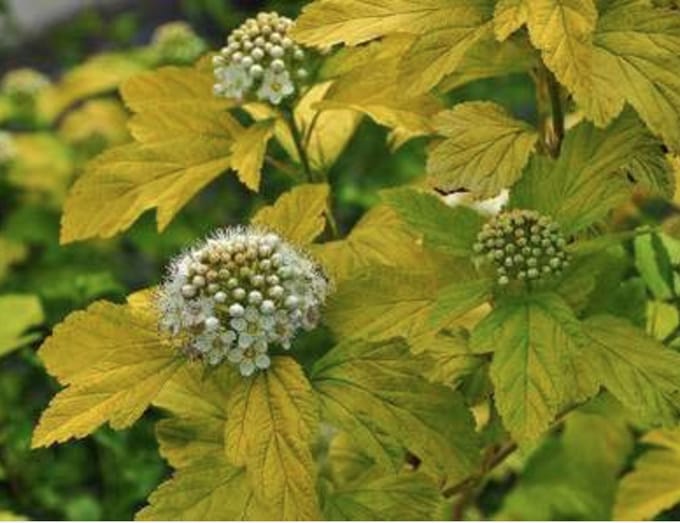 Physocarpus opulifolius 'Dart's Gold' - Blaasspirea, Sneeuwbalspirea 30 - 40 cm in pot