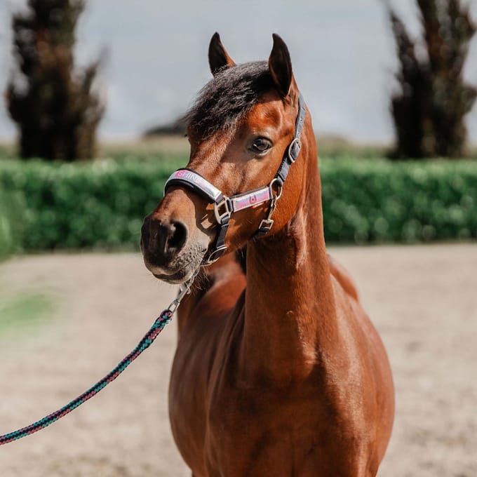 Halsterset Red Horse Akira Holografisch - COB