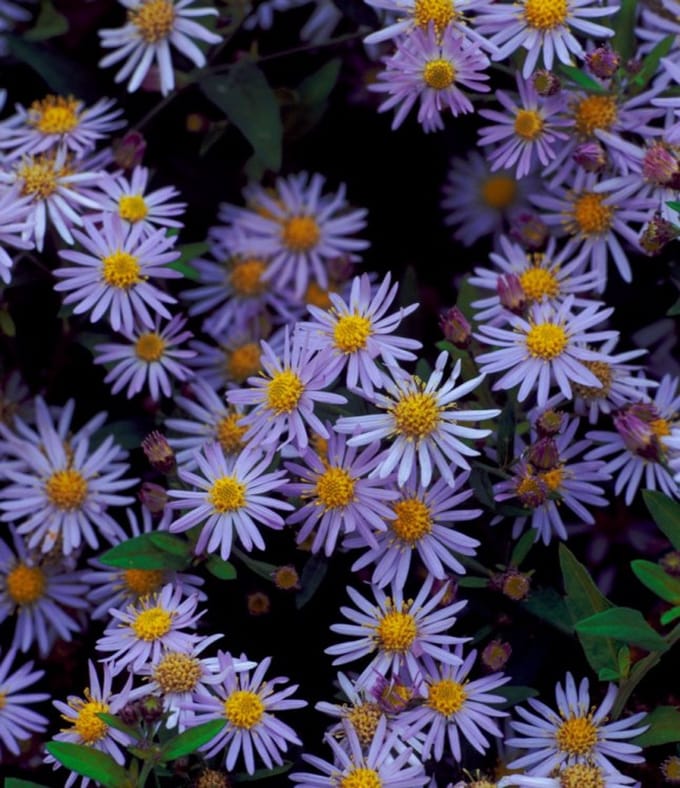 Plantes de jardin - Un ensemble 1 - Aster ageratoides 'Asran' - (2L)