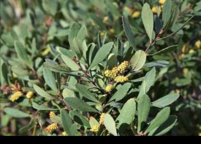 Myrica gale - Wilde Gagel 30- 40 cm in pot