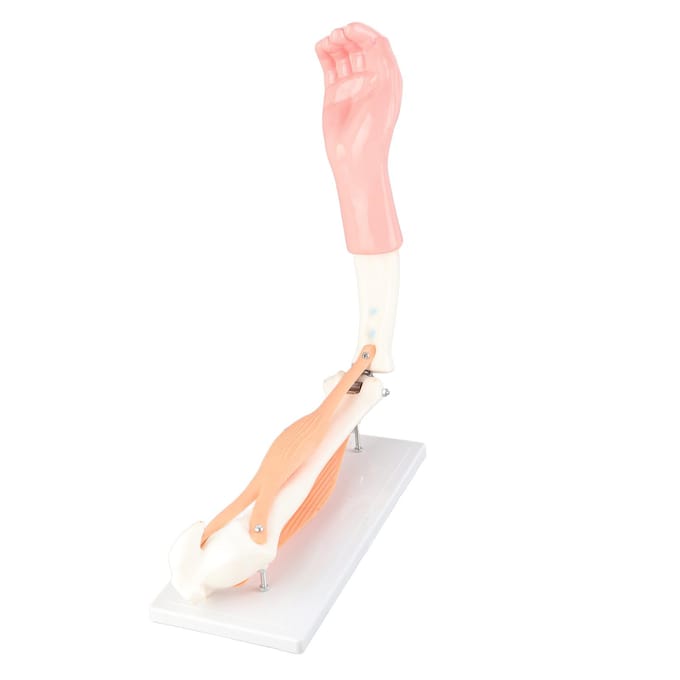 Arm Bewegend Model Anatomisch Ellebooggewricht Bewegingsmodel Basisschool Onderwijsaccessoire white
